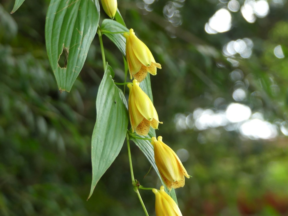 ジョウロウホトトギス