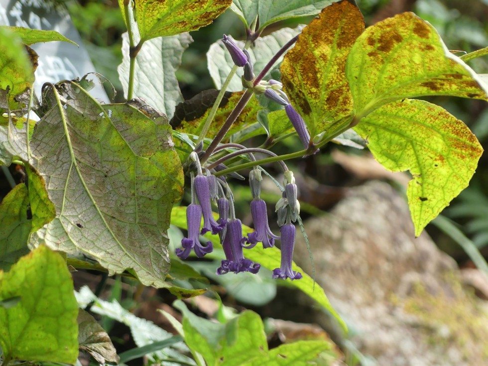 オオクサボタン