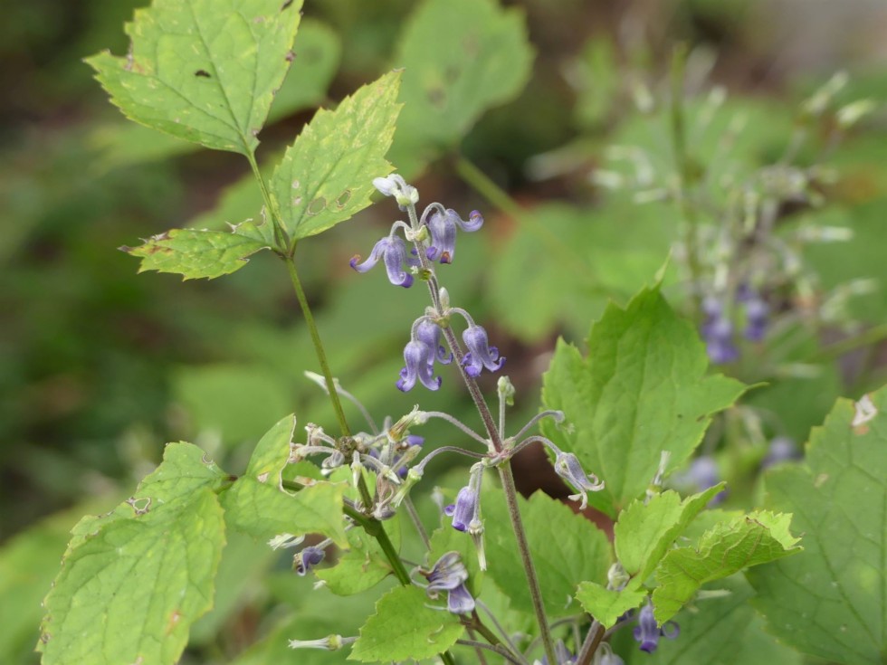 ツクシクサボタン