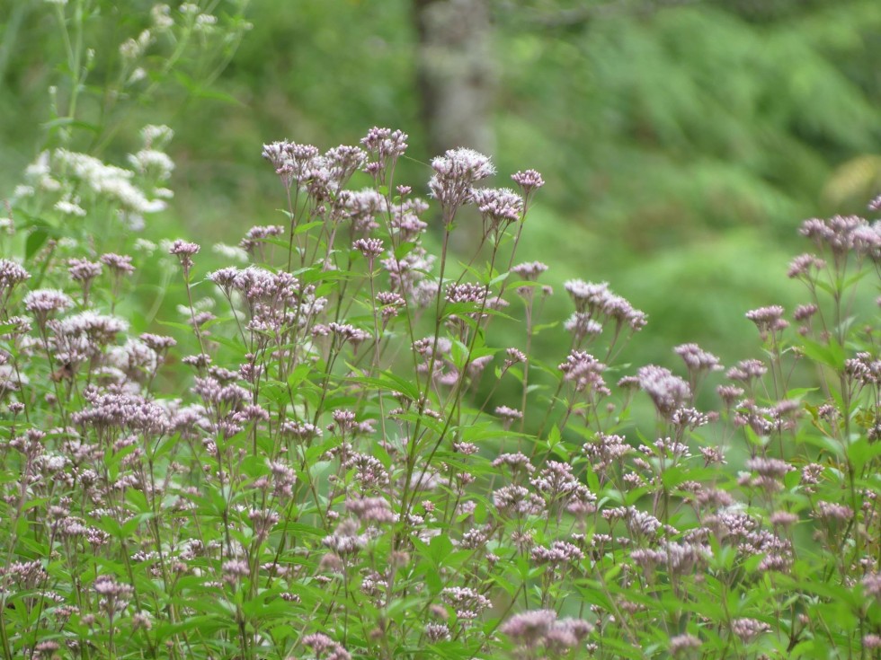 コバノフジバカマ