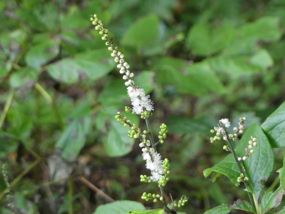 オオバショウマ