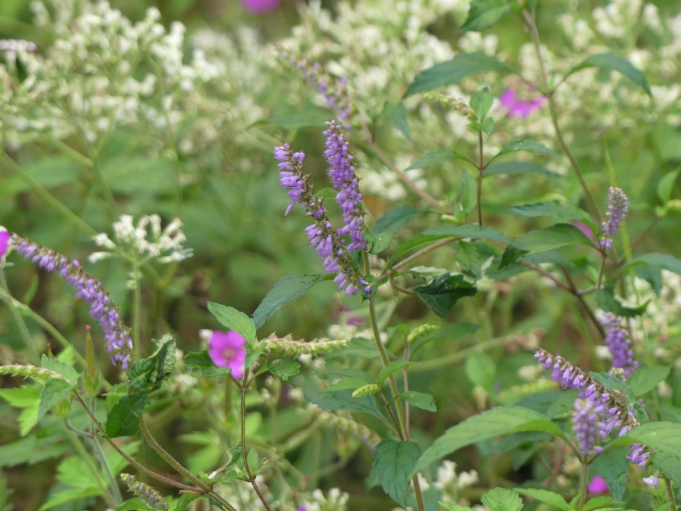 ナギナタコウジュ