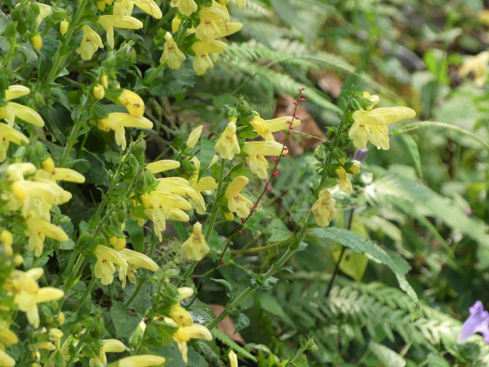 キバナアキギリ