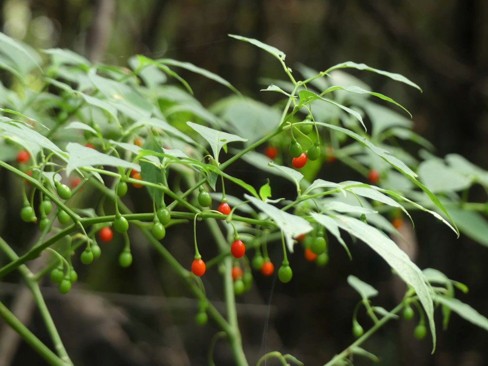 ハダカホオズキ