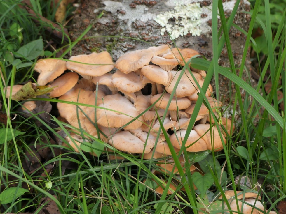 ナラタケモドキ