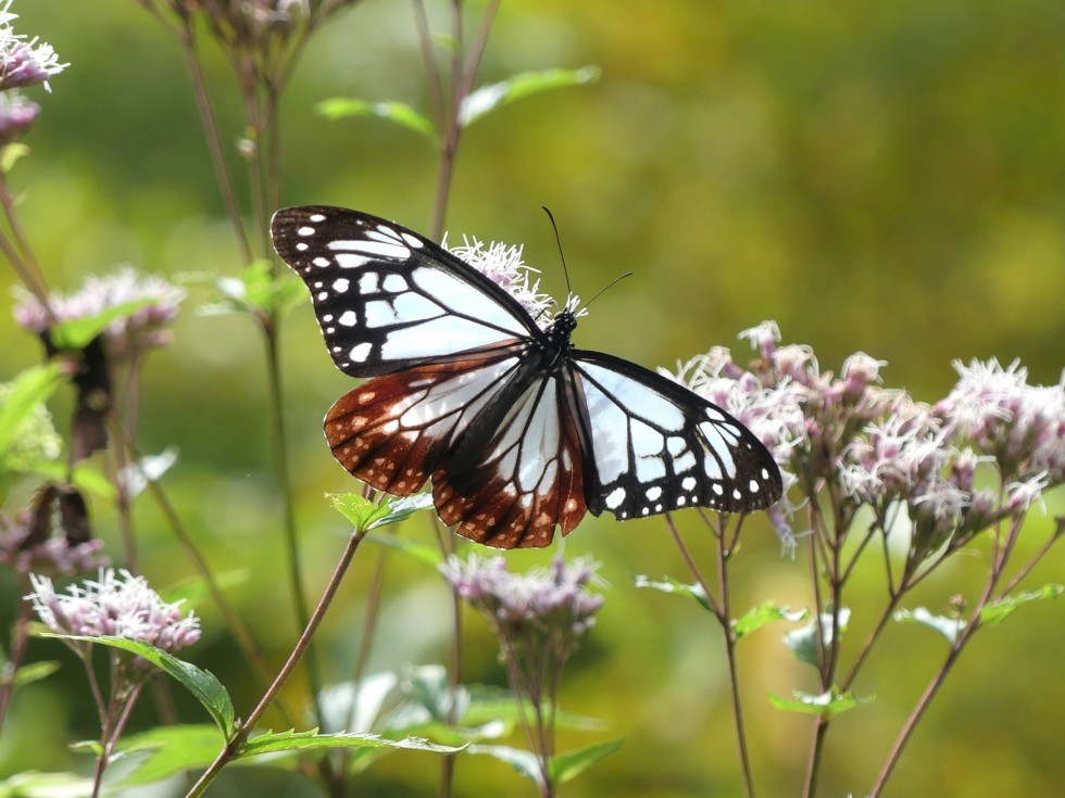 今週の牧野公園の植物たち♪