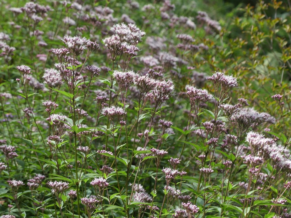 コバノフジバカマ