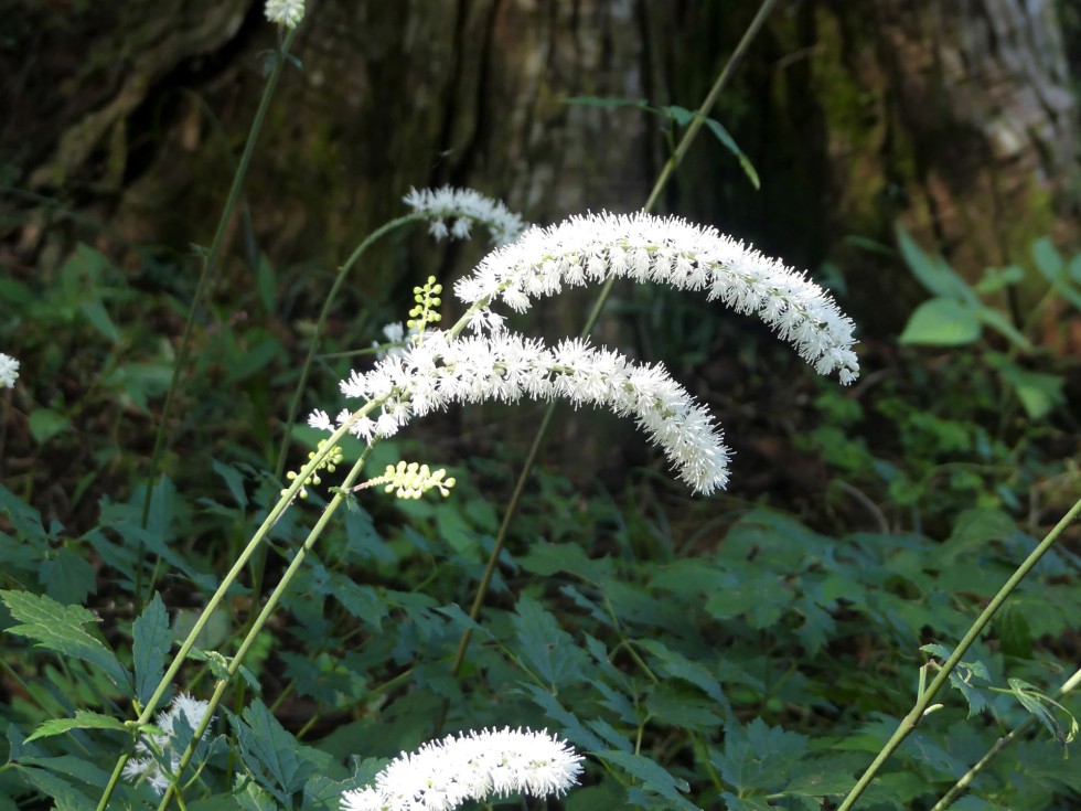 サラシナショウマ