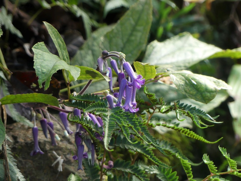 オオクサボタン