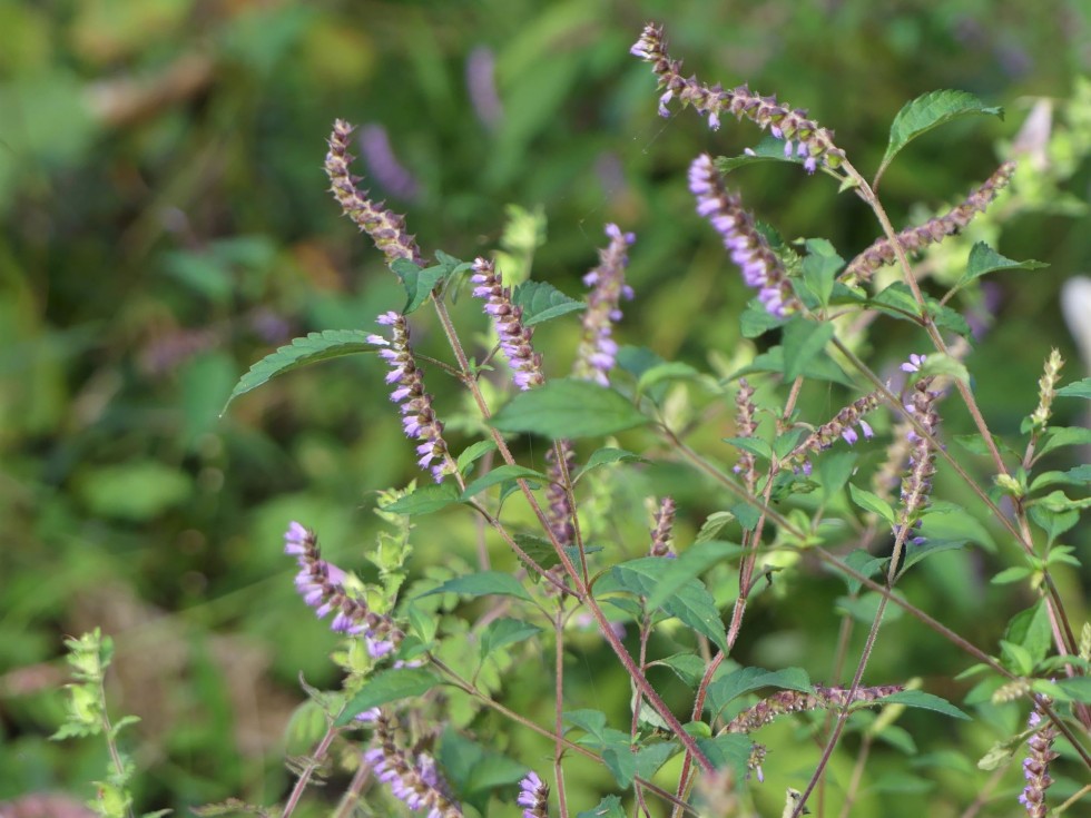 ナギナタコウジュ