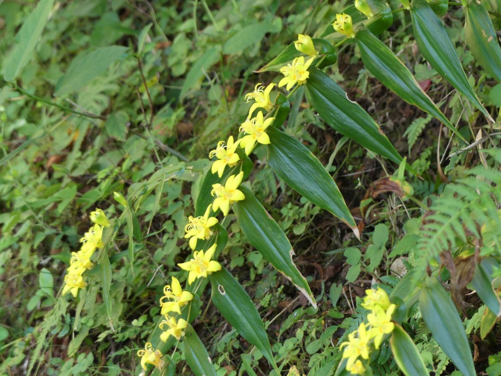 キバナノツキヌキホトトギス