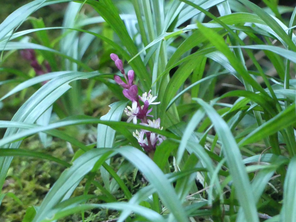 キチジョウソウ