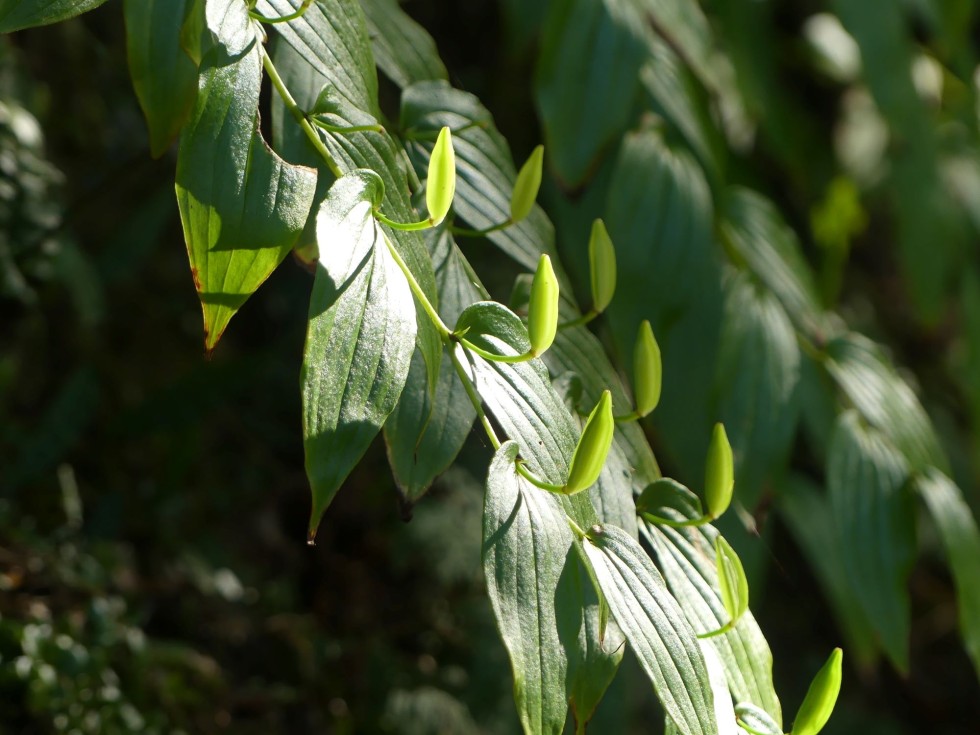 ジョウロウホトトギス