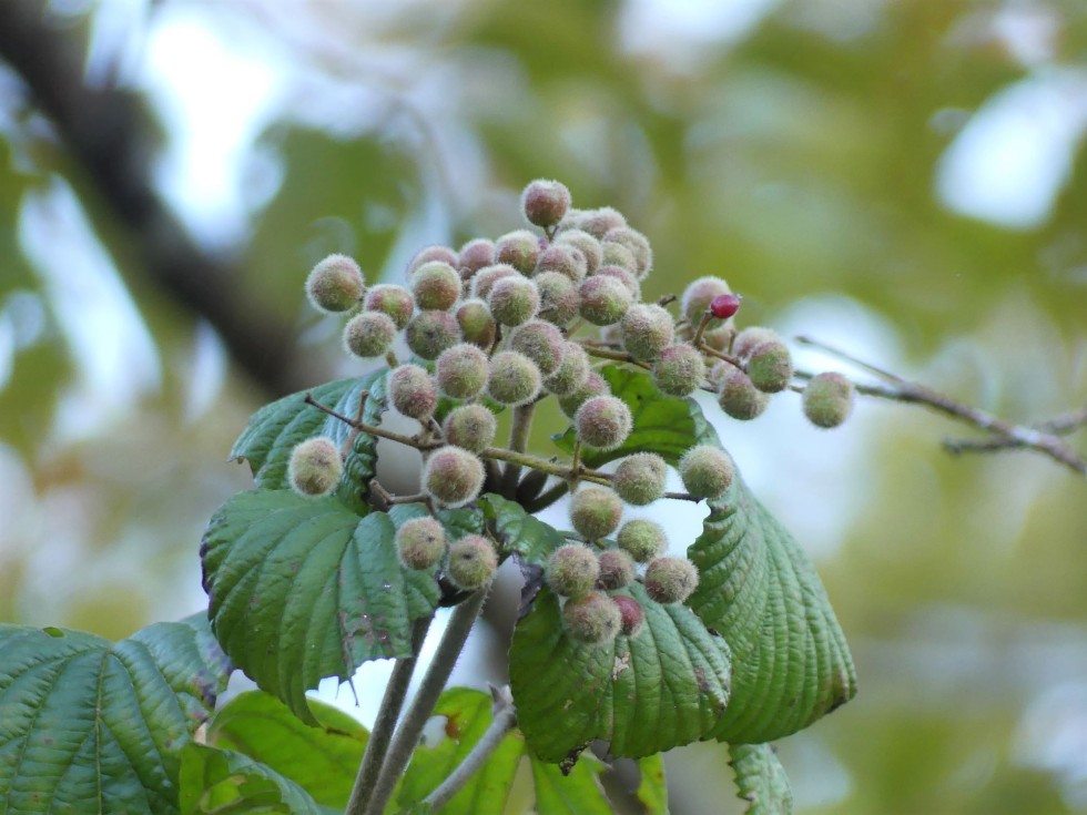 ガマズミミケフシタマバエ