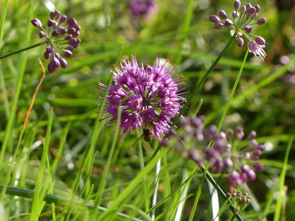 今週の牧野公園の植物たち♪