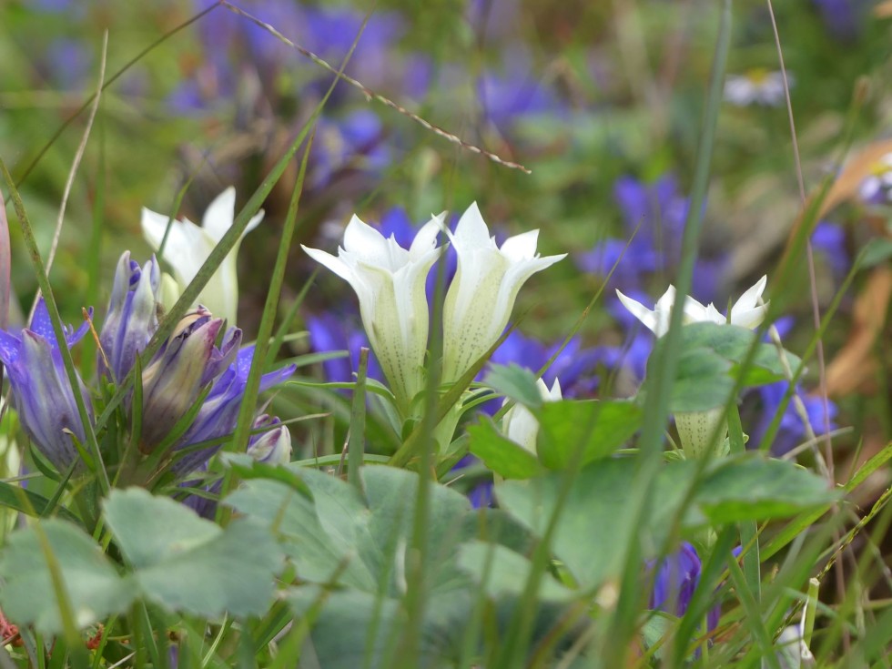 シロバナリンドウ