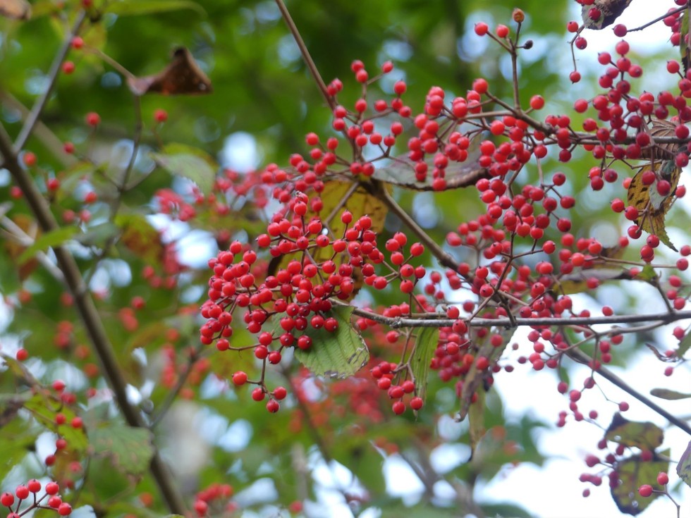 コバノガマズミ