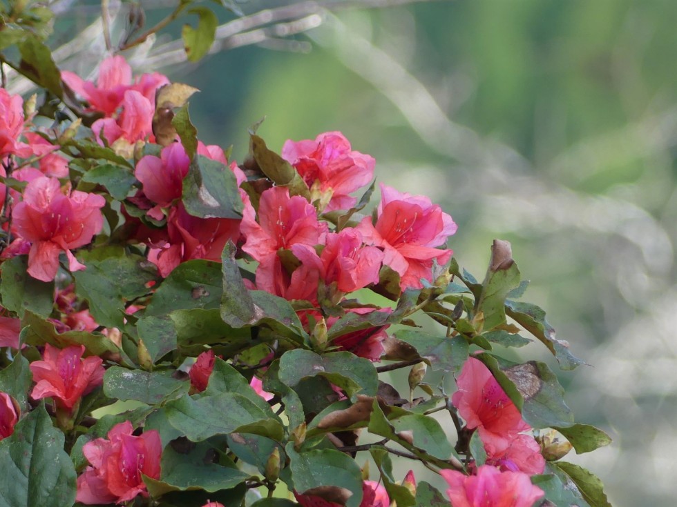 今週の牧野公園の植物たち♪