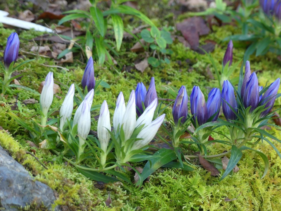 シロバナリンドウ