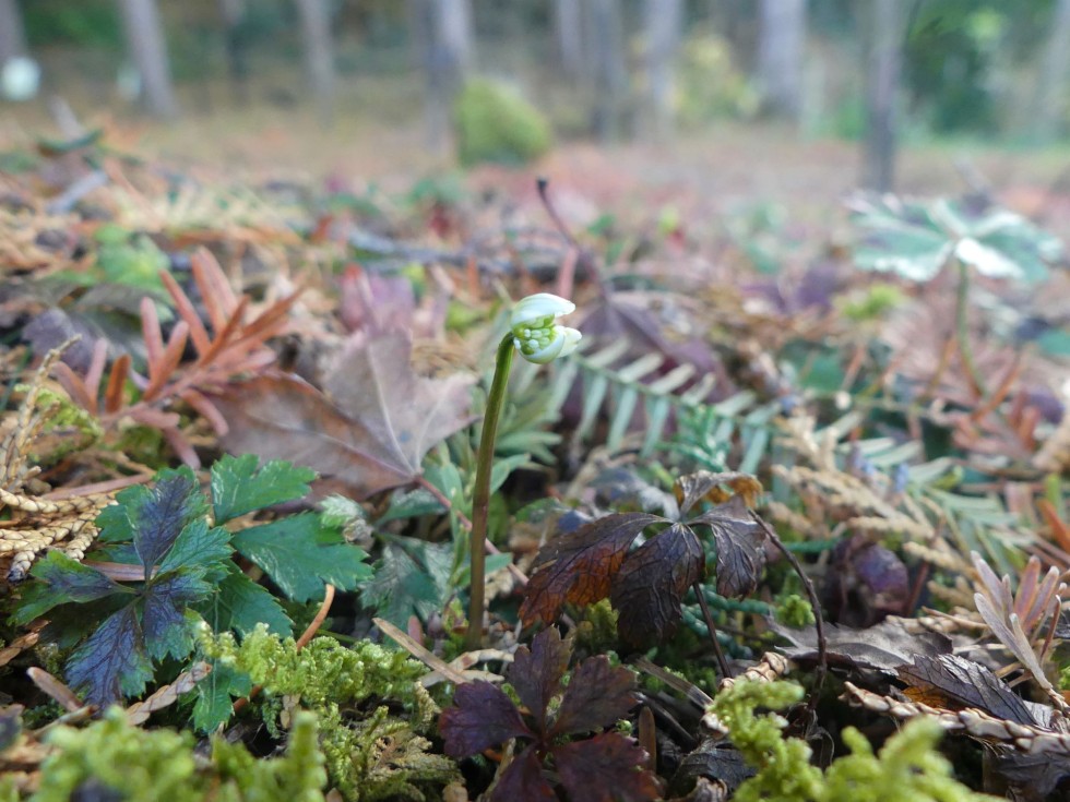 バイカオウレン