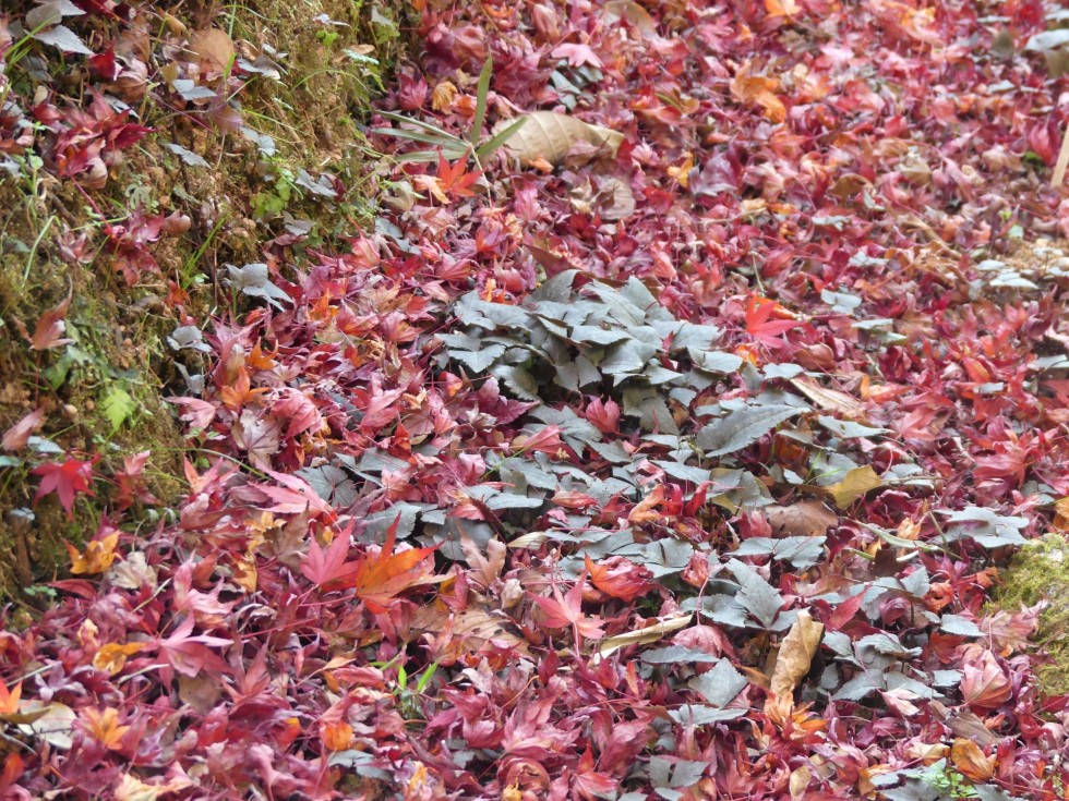 ユキワリイチゲ