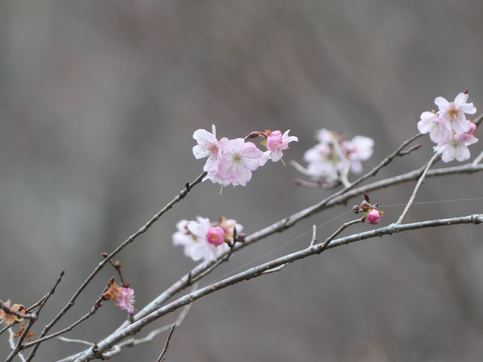 アーコレード桜