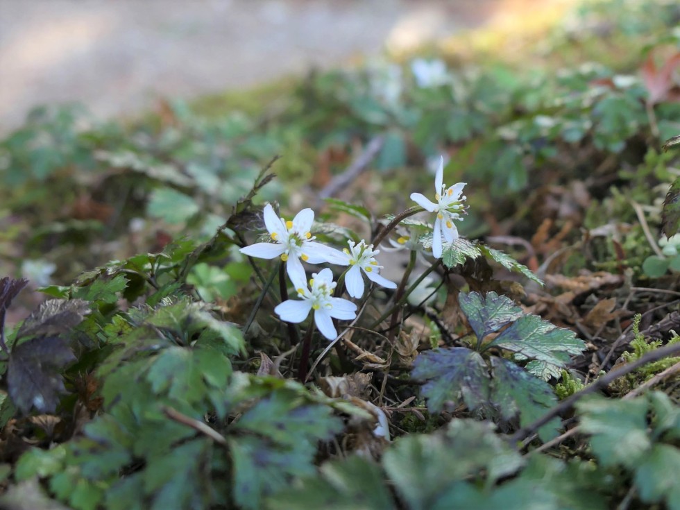 バイカオウレン