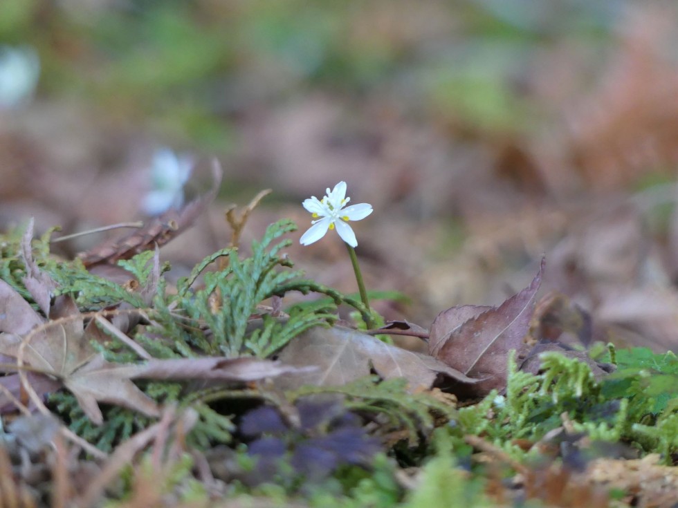 バイカオウレン