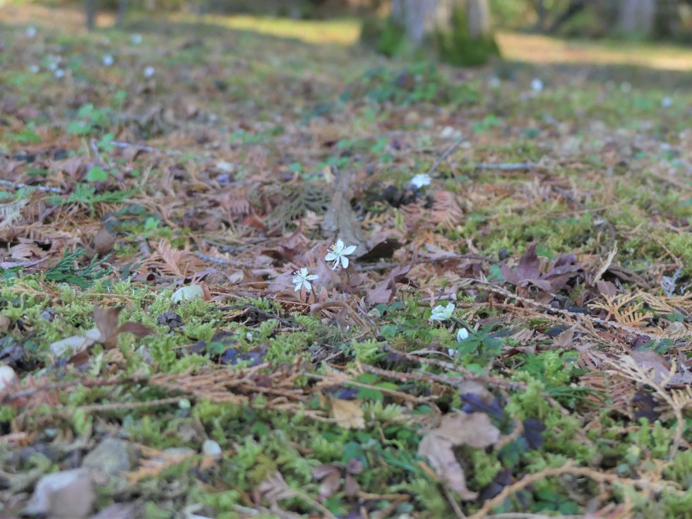 バイカオウレン