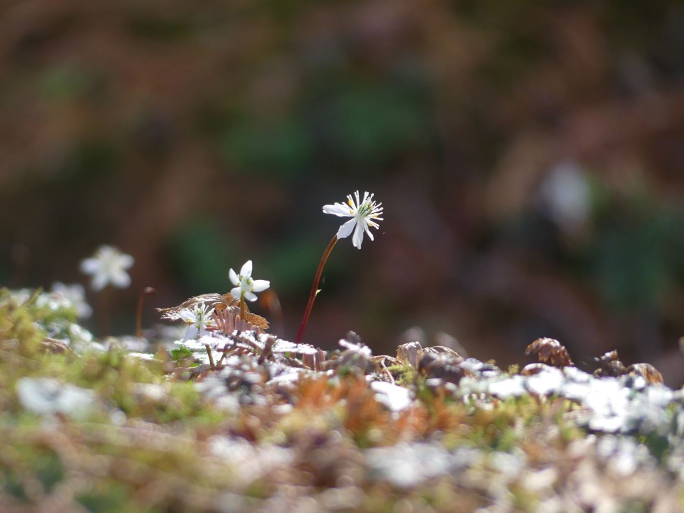バイカオウレン