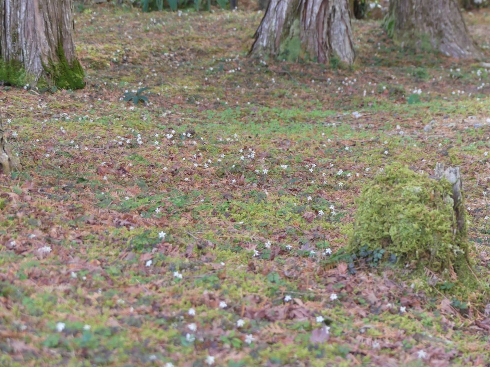 バイカオウレン