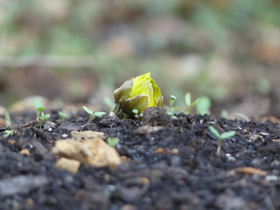 シコクフクジュソウ
