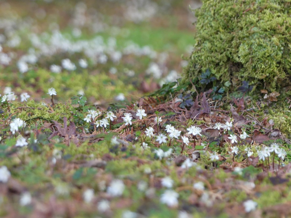 今週の牧野公園の植物たち♪ ～バイカオウレン編～