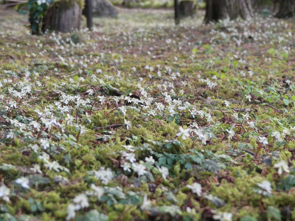 バイカオウレン