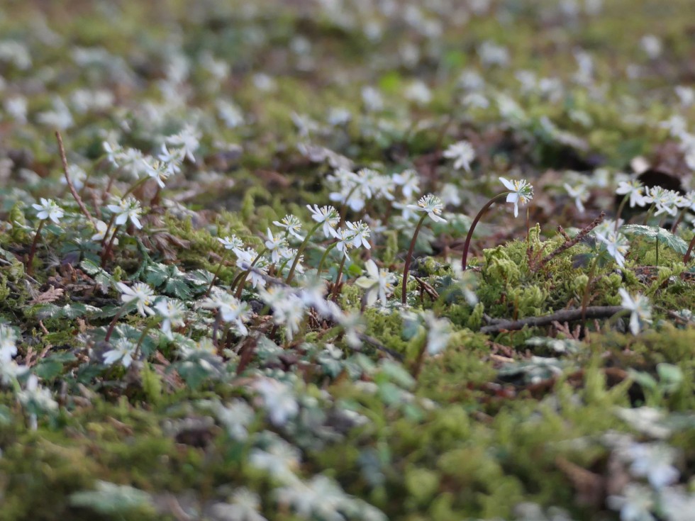 バイカオウレン