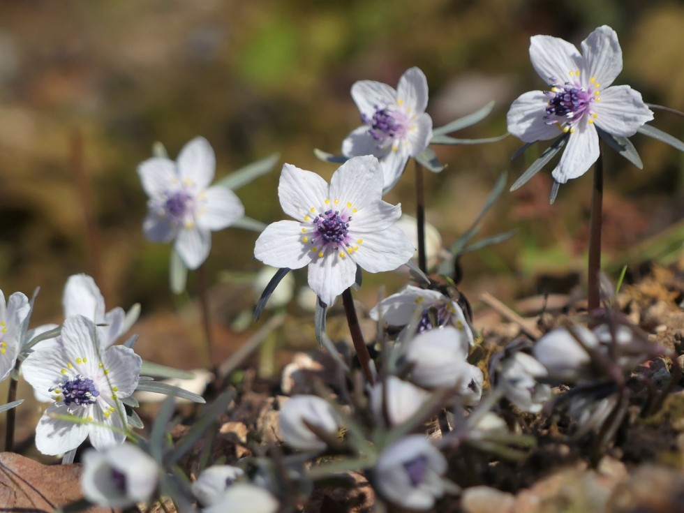 今週の牧野公園の植物たち♪ ～早春のお花＆桜編～