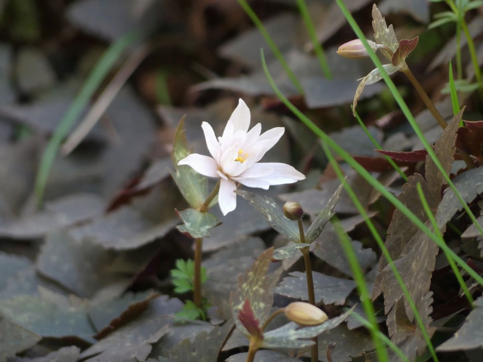 ユキワリイチゲ