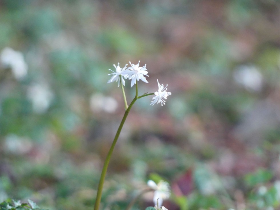 セリバオウレン