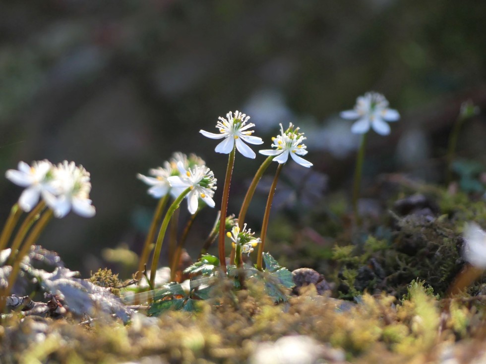 今週の牧野公園の植物たち♪