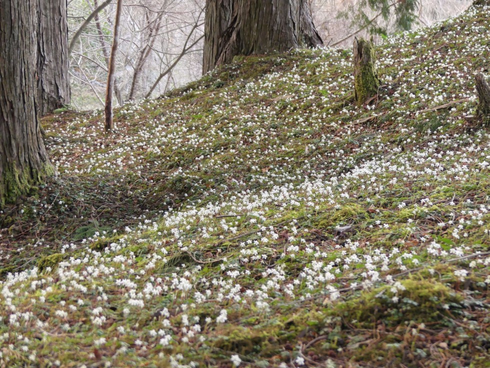 バイカオウレン