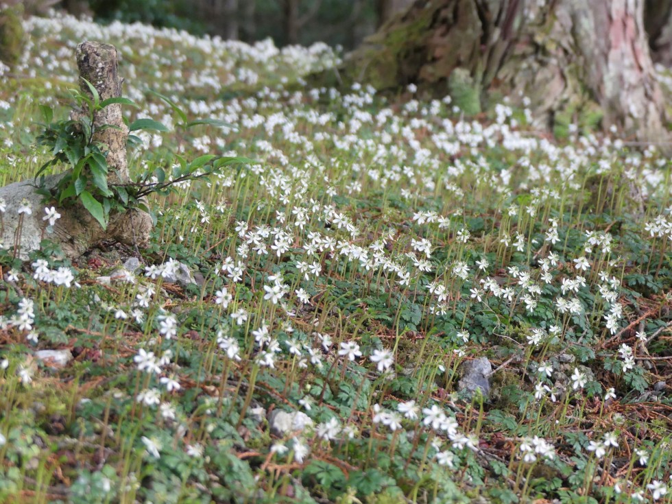 バイカオウレン