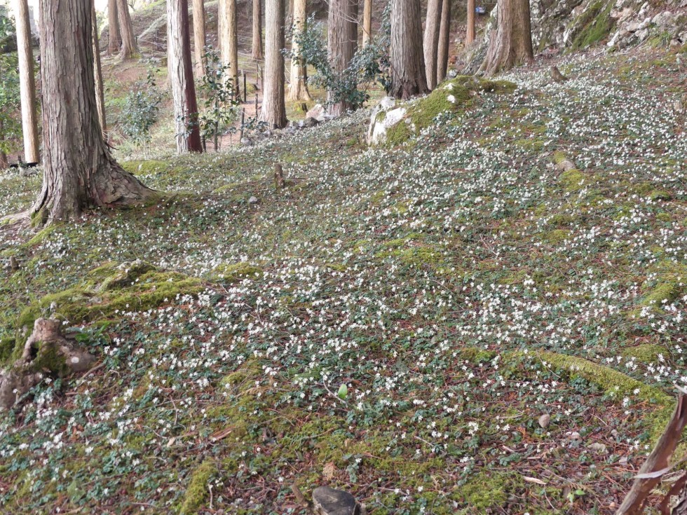 バイカオウレン