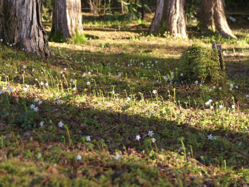 バイカオウレン