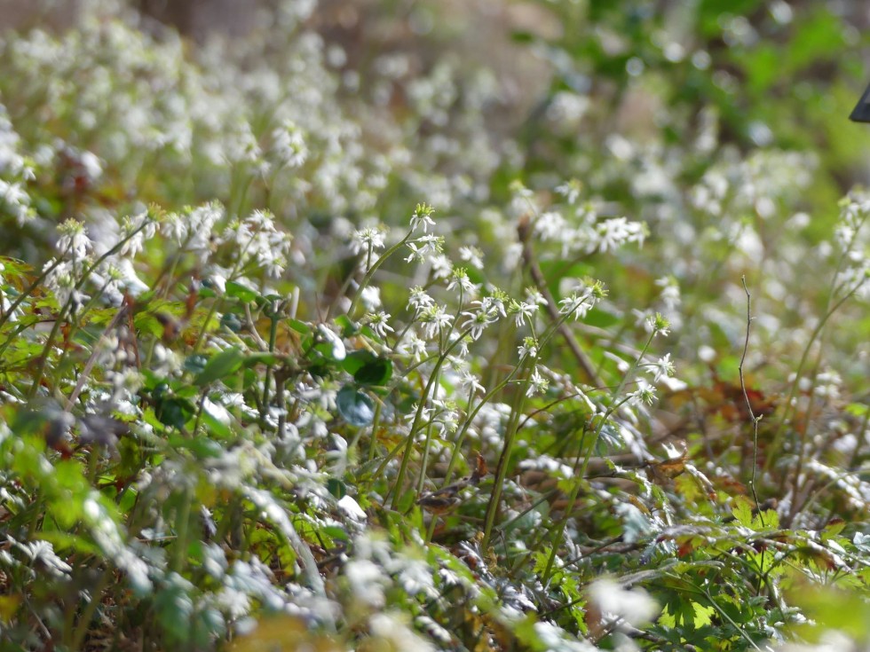 セリバオウレン