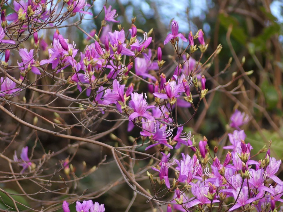 コバノミツバツツジ