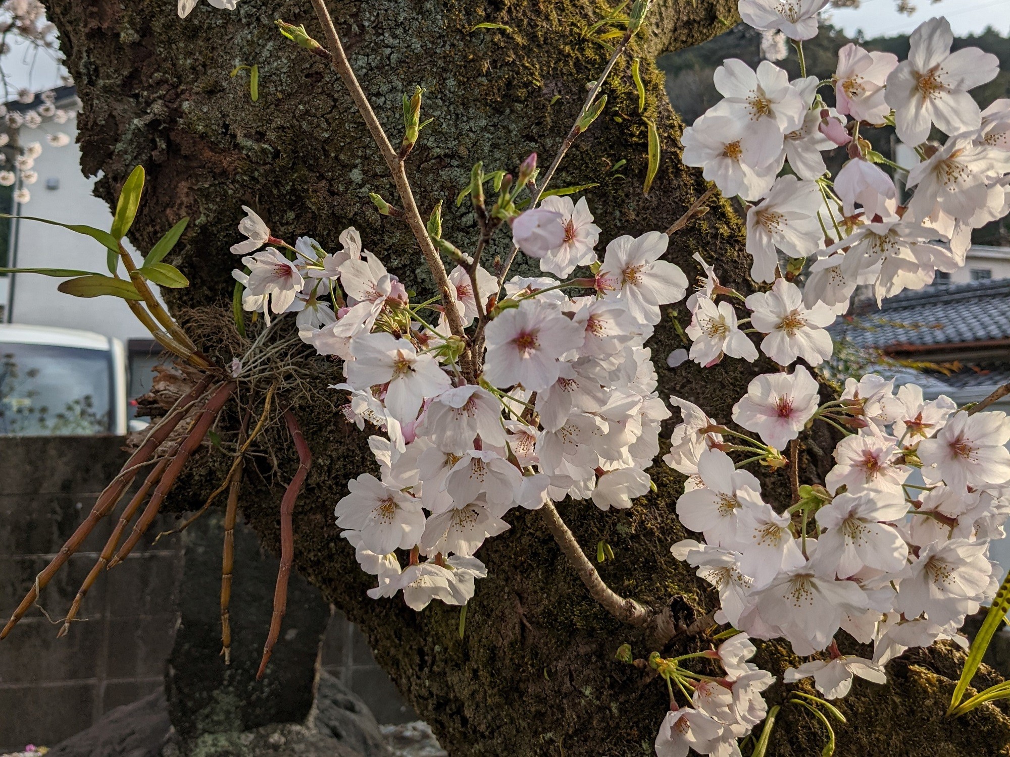 名教館址