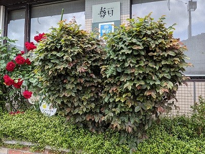 カフェレスト春日