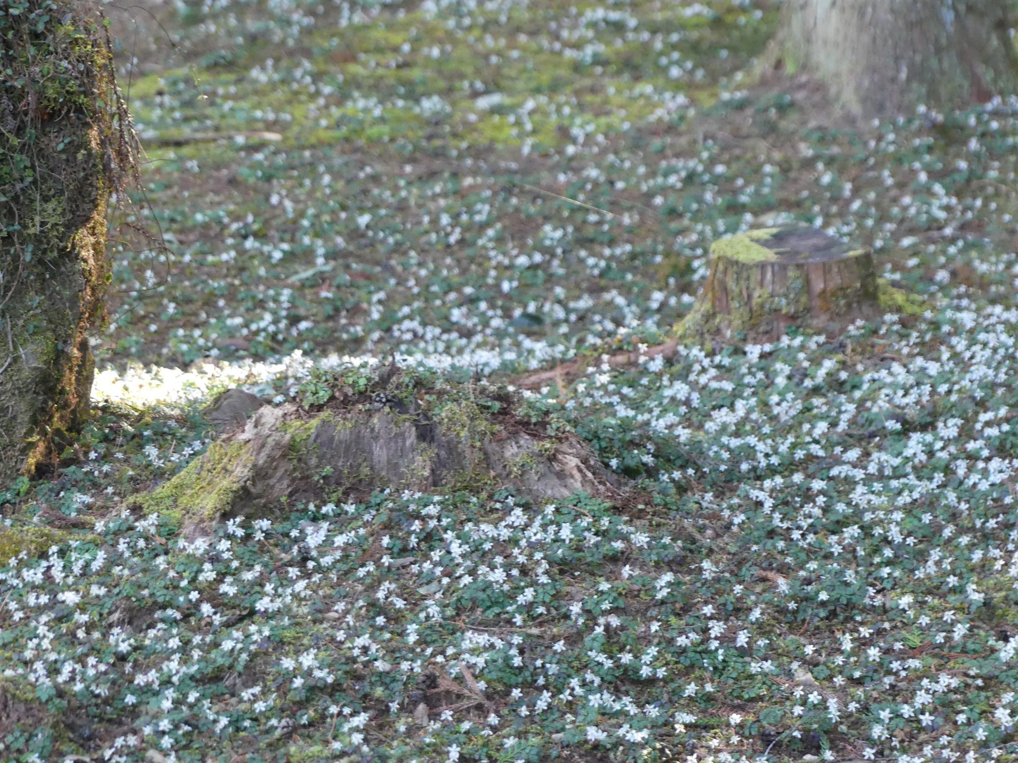 眞辺誠男さんのバイカオウレン山