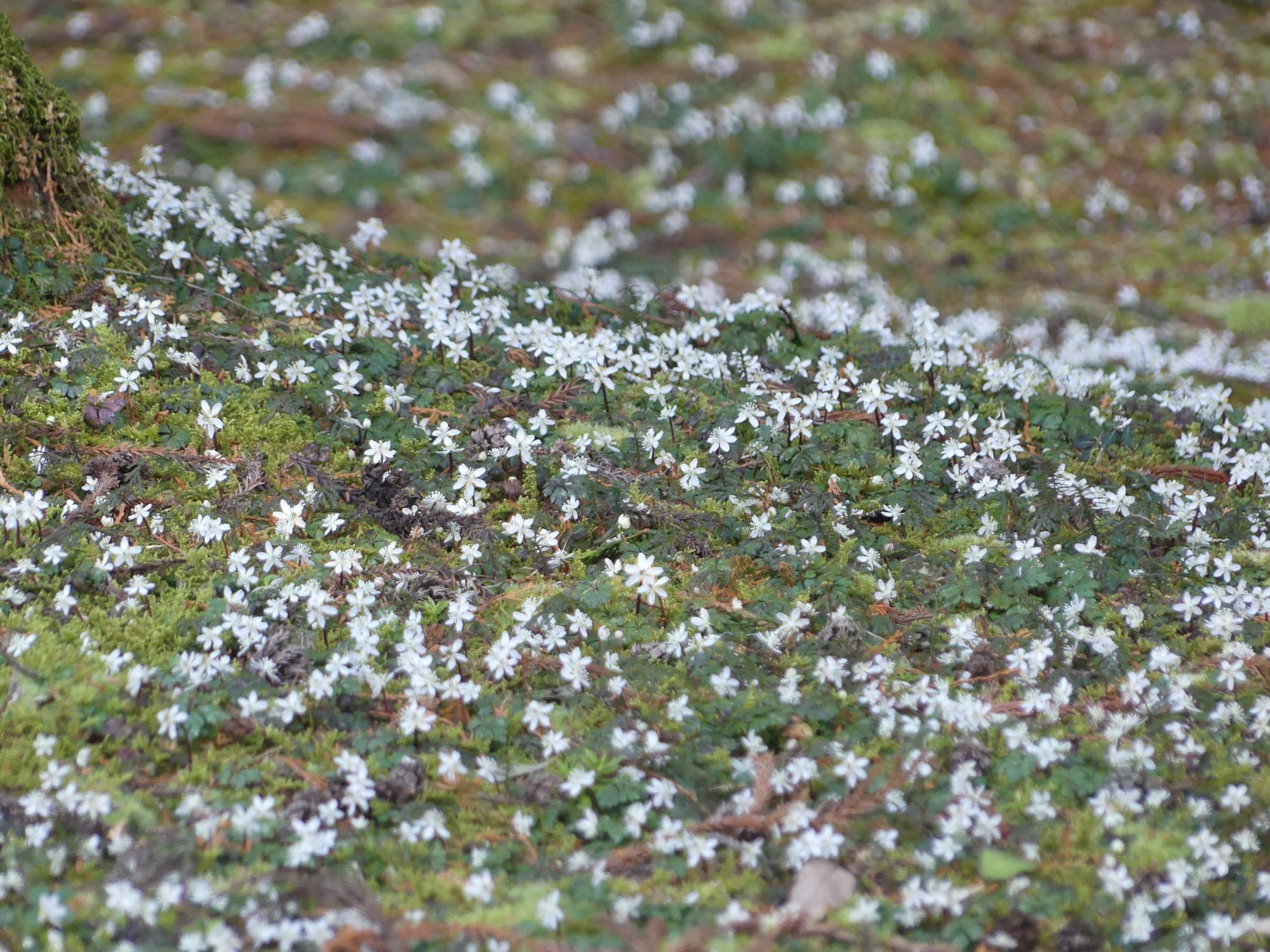 眞辺誠男さんのバイカオウレン山