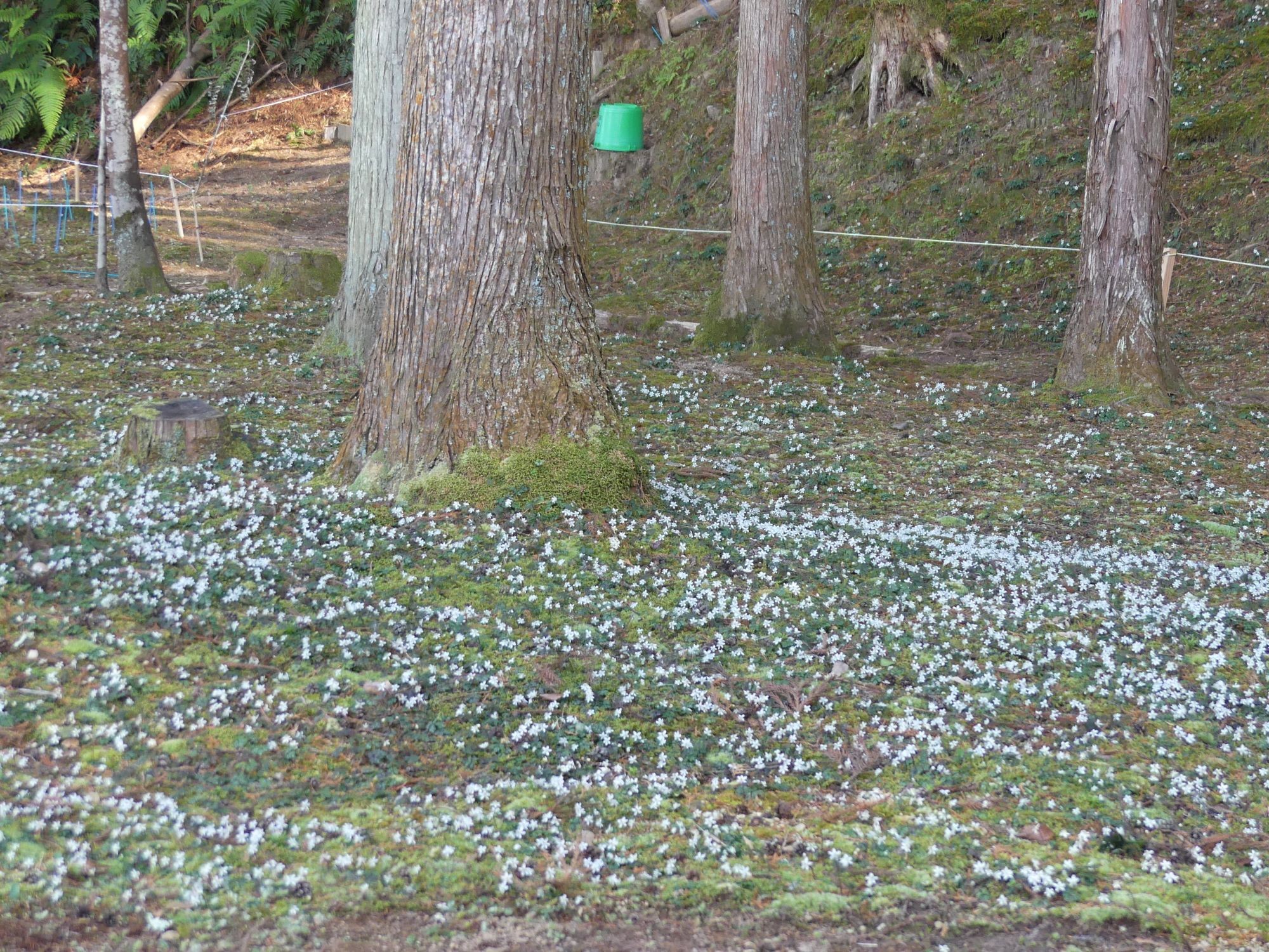 眞辺誠男さんのバイカオウレン山